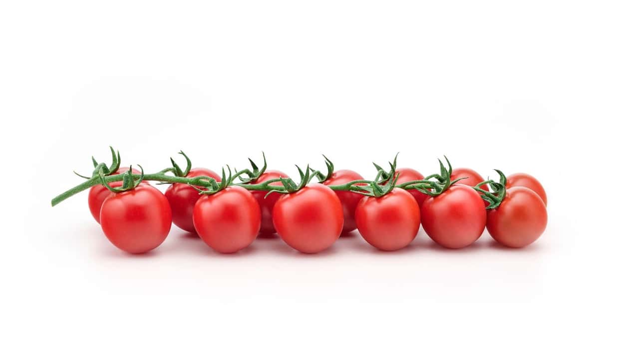 TIPM24-3104: il nuovo ciliegino Syngenta resistente al ToBRFV per produzioni in controstagione