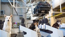  Tierische Besucher in der VW Tayron (2025) Produktion 