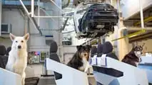  Tierische Besucher in der VW Tayron (2025) Produktion 