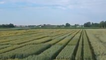 Biostimolanti su frumento in semina su sodo contro gli stress