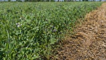 Gestione pratica di residui colturali e cover crop per favorire emergenza uniforme e inserimento della soia di secondo raccolto in sistemi conservativi
