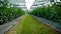 Pacchetto Omnibus e biocontrollo: cosa cambia davvero in campo?