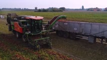 Come organizzare la raccolta meccanica del pomodoro nel 2026