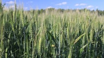 Come costruire un programma fungicida stay green sul frumento nel 2026?