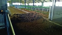 Piano integrato contro mosche e Stomoxys negli allevamenti bovini
