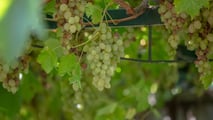 Clorosi ferrica in annate piovose con diagnosi corretta, interventi rapidi con chelati di ferro e strategie preventive su portinnesti e suolo