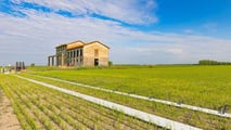 Uso mirato di biostimolanti e fitoregolatori dopo la rifinitura sul riso per gestire stress da diserbo, acqua e nutrizione senza aumentare la fitotossicità