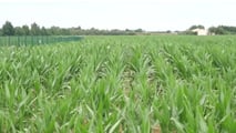 Piralide mais: applicare Trichogramma e Bacillus con le attrezzature giuste