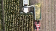 Lunghezza di trinciatura insilati: come tararla sul benessere delle bovine