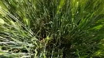 Grano duro 2026: strategie di difesa contro oidio e ruggini