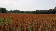 La quinoa si coltiva già su 450 ettari in Italia con PLV da 3.000 euro/ha: nel 2027 può diventare una scelta strategica per diversificare il reddito.
