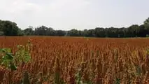 La quinoa si coltiva già su 450 ettari in Italia con PLV da 3.000 euro/ha: nel 2027 può diventare una scelta strategica per diversificare il reddito.