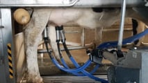 Uso dell’intelligenza artificiale per mungitura, benessere delle bovine e manutenzione predittiva in stalla