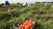 Disoccupazione agricola 2025: istruzioni INPS per i pagamenti