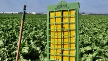 Ibridi di pomodoro e portinnesti resistenti al ToBRFV in base a resistenze genetiche, segmenti produttivi e protocolli di difesa integrata