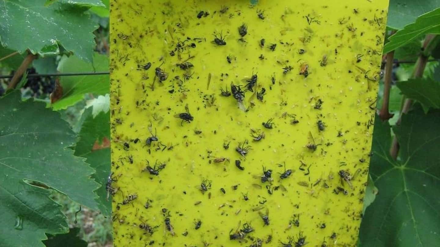 Flavescenza dorata in vigneto, incontro tecnico a Canelli