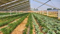 Lombardia: rinnovabili, soglia 0,8% su terreni agricoli