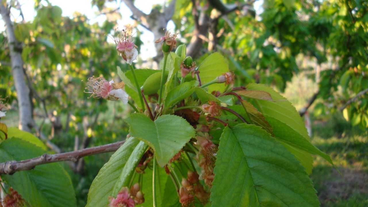 Biolchim Bluprins: concime organo-minerale