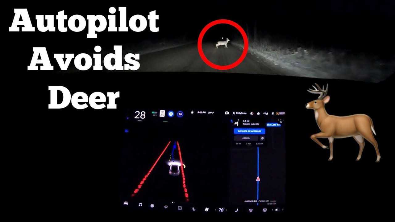 tesla autopilot avoids deer