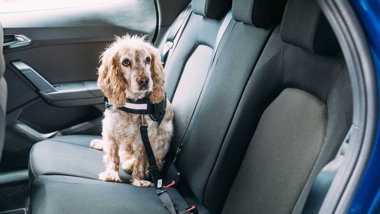 Drivers favour their dogs as much as their children when it comes to riding shotgun