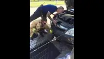 Bald eagle saved from car bumper
