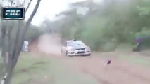 Rally car and dog