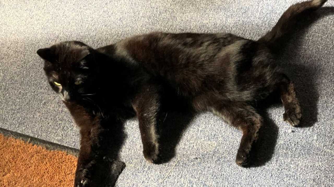 Ashland, The Office Cat