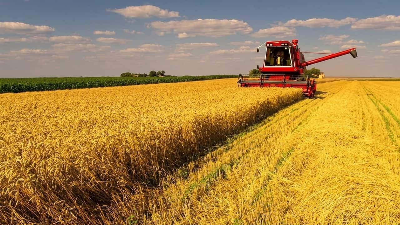 grano-tenero-al-nord-rese-buone-ma-margini-in-rosso-perche-il-conto-colturale-no