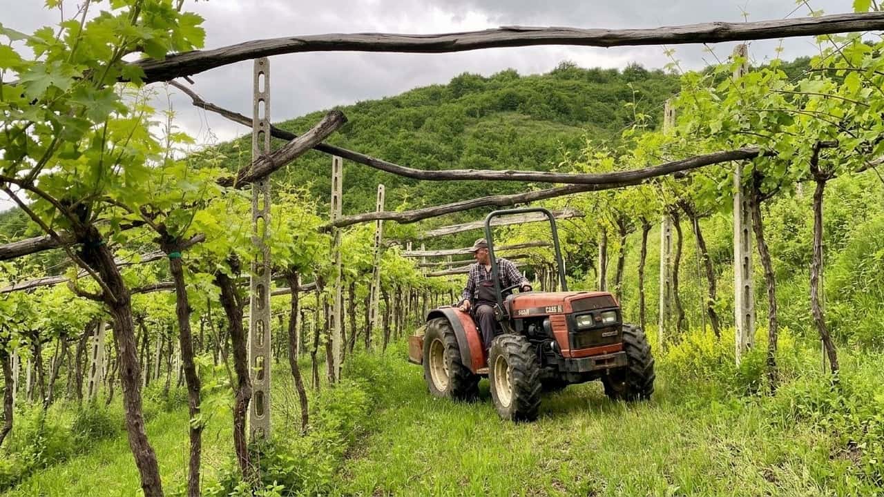 shock-caldo-2026-nei-colli-berici-perche-la-pergola-in-collina-puo-cambiare-le-r