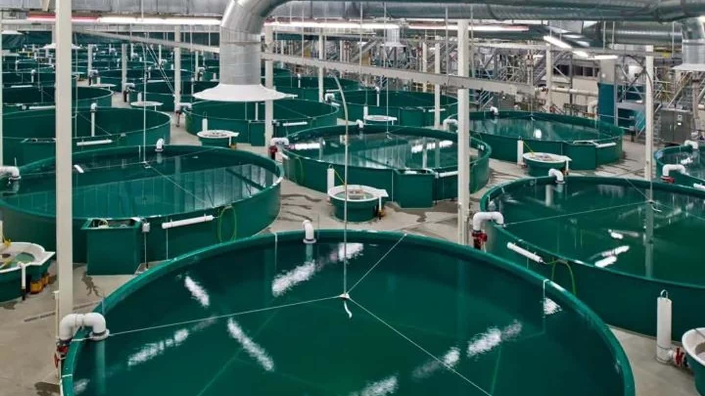 Acquacoltura oltre 100 milioni di tonnellate, i dati FAO 2026