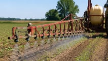Diserbo integrato del girasole 2026 tra chimico e meccanico