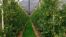 Glomerella del melo: macchine e cantieri per la lotta integrata