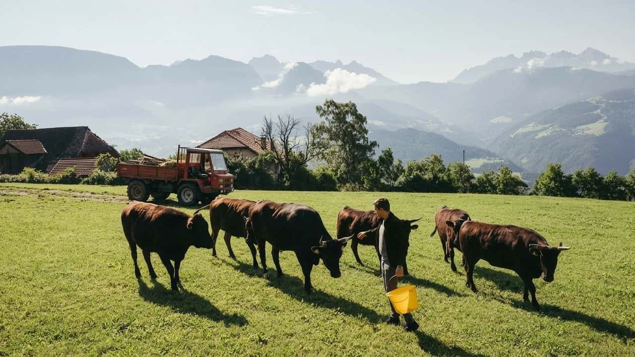 wagyu-in-alto-adige-pascoli-a-2-000-m-e-carne-olive-fed