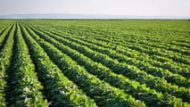 Coltiva Italia: 1 miliardo per cereali, carne e olive