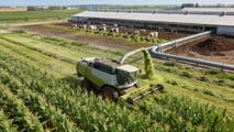 Perché nel 2026 gli ibridi di mais a taglia bassa hanno reso di più