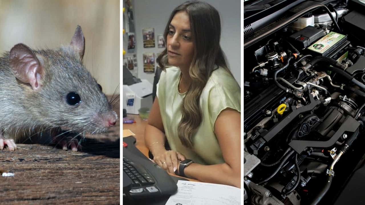 Mice Chew Through Wires In Man’s Engine. Dealership Tells Him To Call His Insurance Company