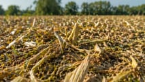 Piralide mais: gestire residui e ibridi per ridurre trattamenti