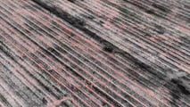 Sorgo e agricoltura di precisione: sensori, mappe di resa e macchine connesse