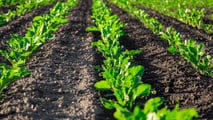 Barbabietola 2027: scegliere tra convenzionale, integrata e biologica