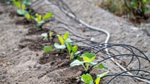 Biostimolanti e adattamento climatico nelle aziende ortofrutticole