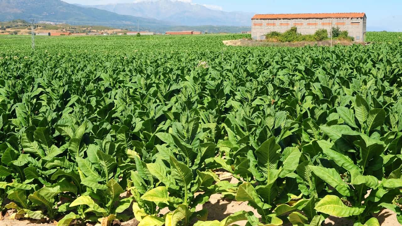 Deltafina: accordo per 15mila tonnellate di tabacco italiano