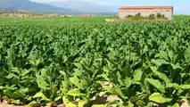 Deltafina: accordo per 15mila tonnellate di tabacco italiano