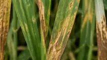 Mal del piede dei cereali e carenza di azoto: legami e rischi
