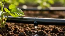 Scelta e dimensionamento dei gocciolatori autocompensanti per impianti di microirrigazione a goccia efficienti e uniformi
