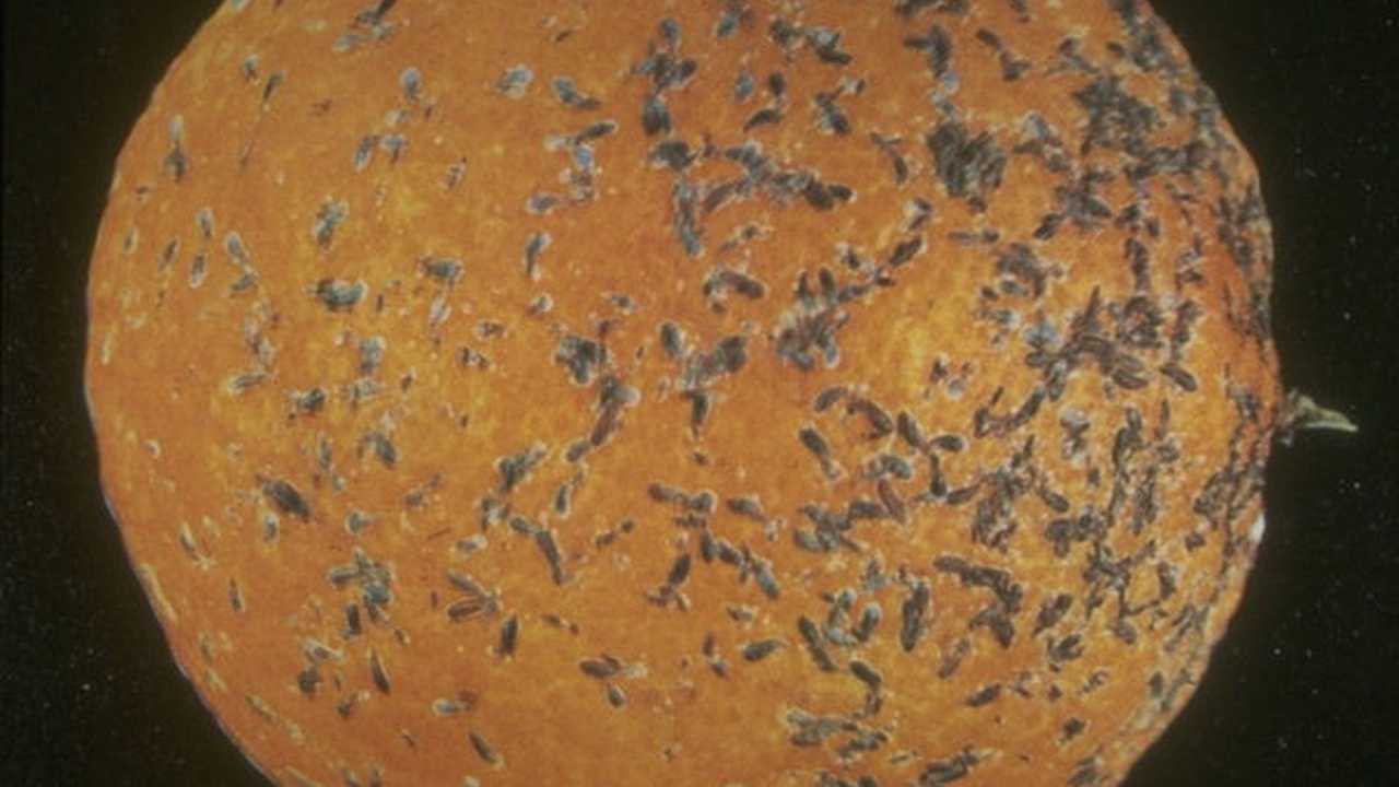 Cocciniglia agrumi: la lotta