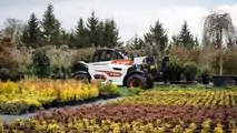 Bobcat7