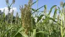 Seminart: la raccolta del sorgo Toretto seminato da Giulia