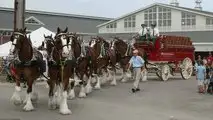 Budweiser Bierkutsche