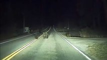 Tesla Autopilot Protects Nature - It Saved Momma Bear And Its Cubs