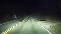 Tesla Autopilot Protects Nature - It Saved Momma Bear And Its Cubs